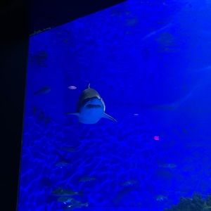 Meet your Posher, Timothy